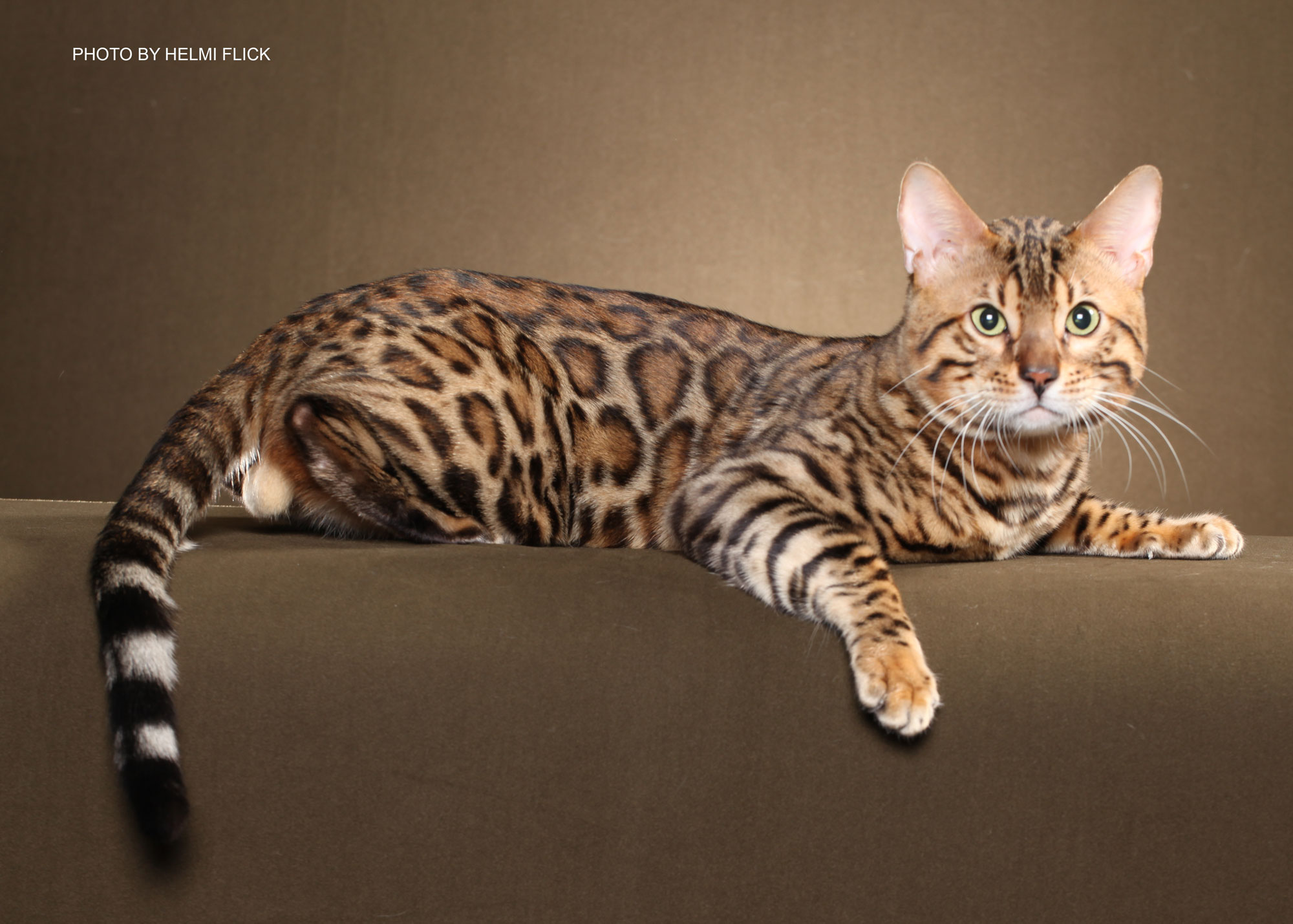  bengal cat 