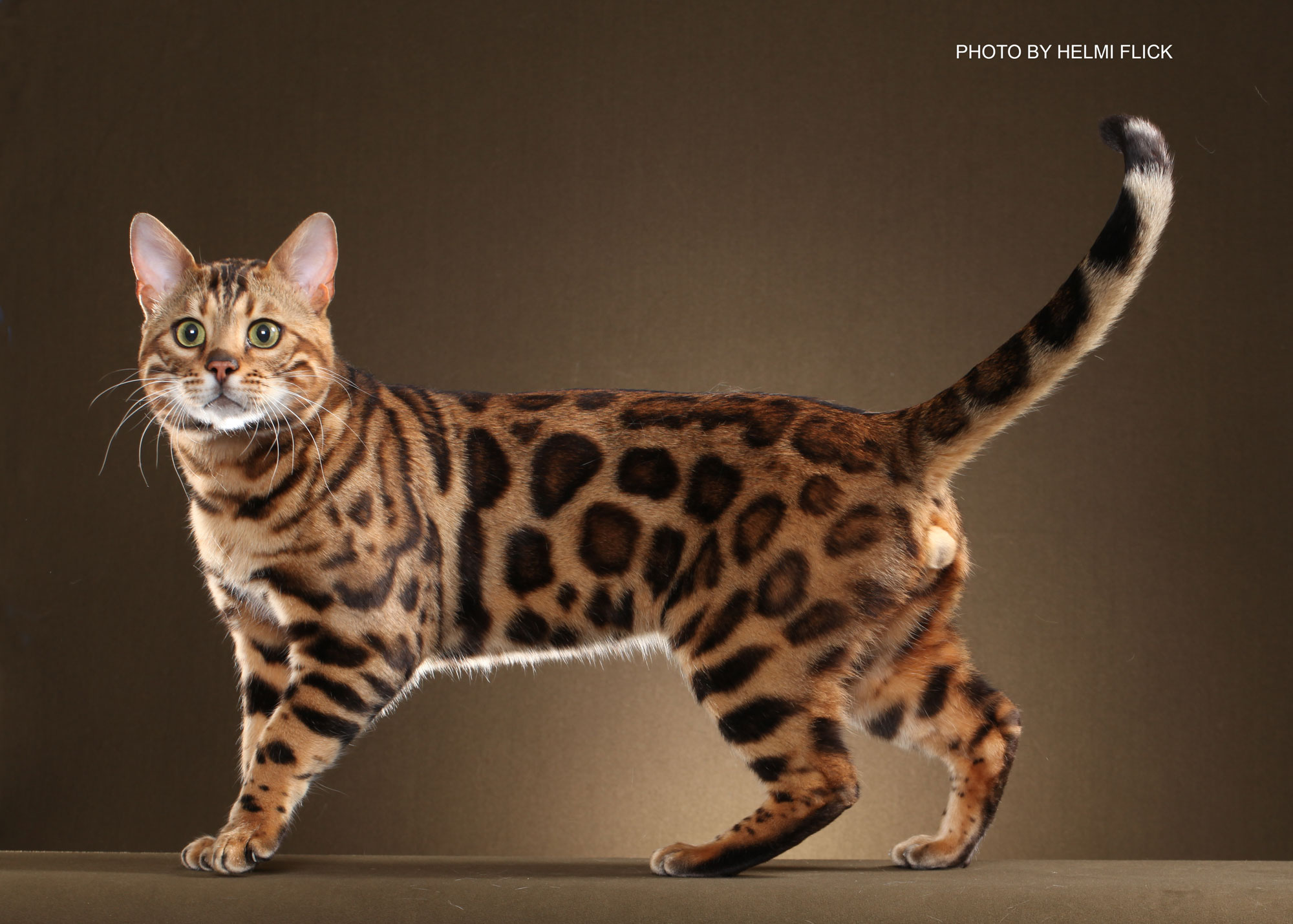  bengal cat 