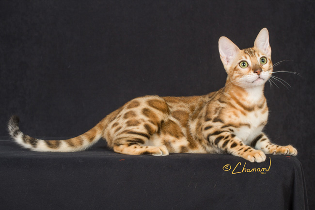 boydsbengals bengal cat studs and queens 01
