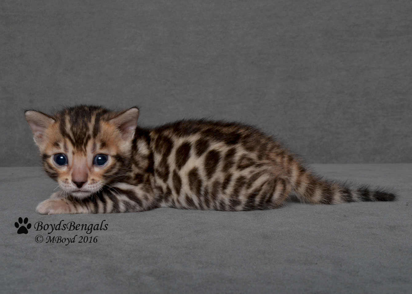 Available Bengal Kittens For Sale BoydsBengals