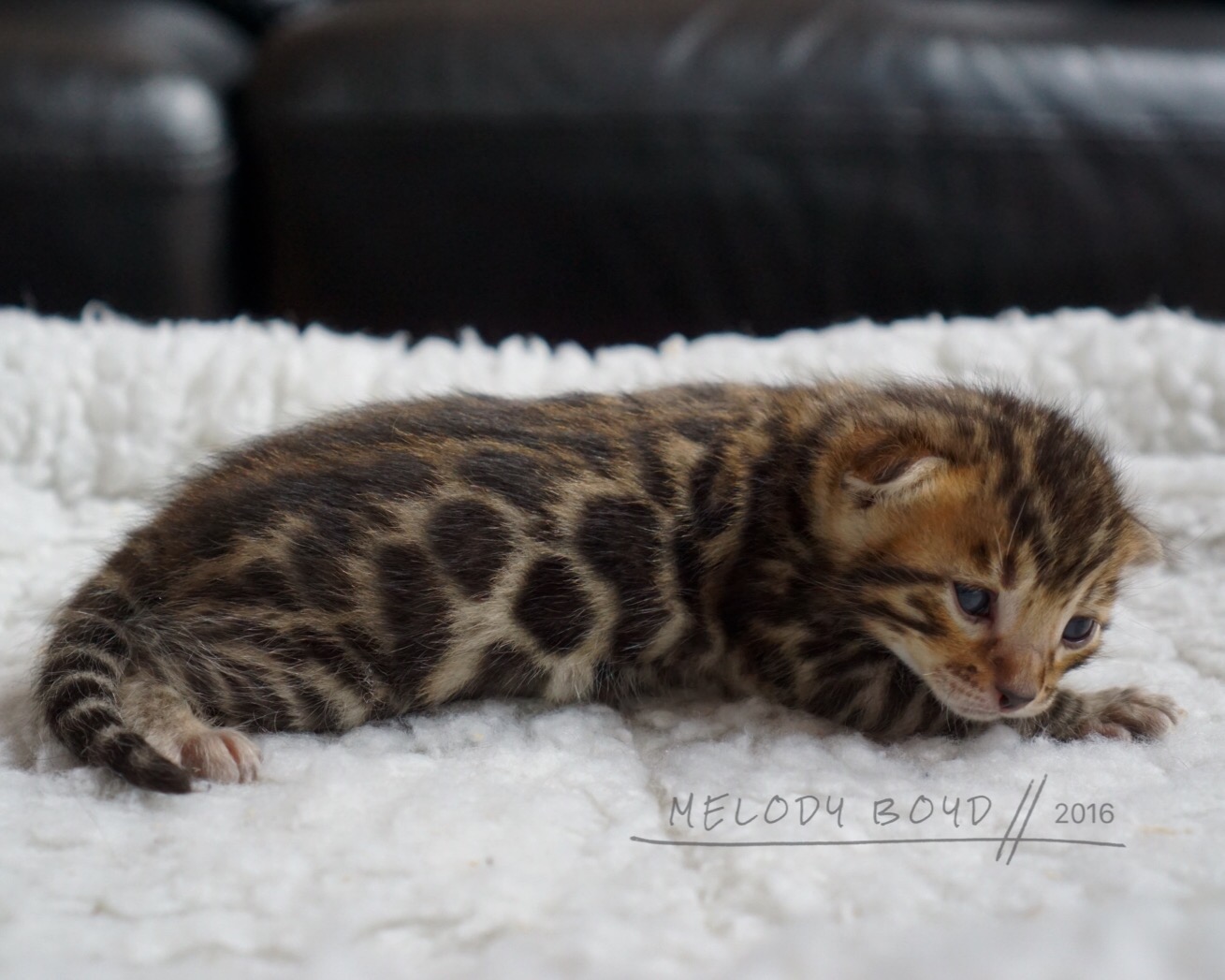 Available Bengal Kittens For Sale BoydsBengals