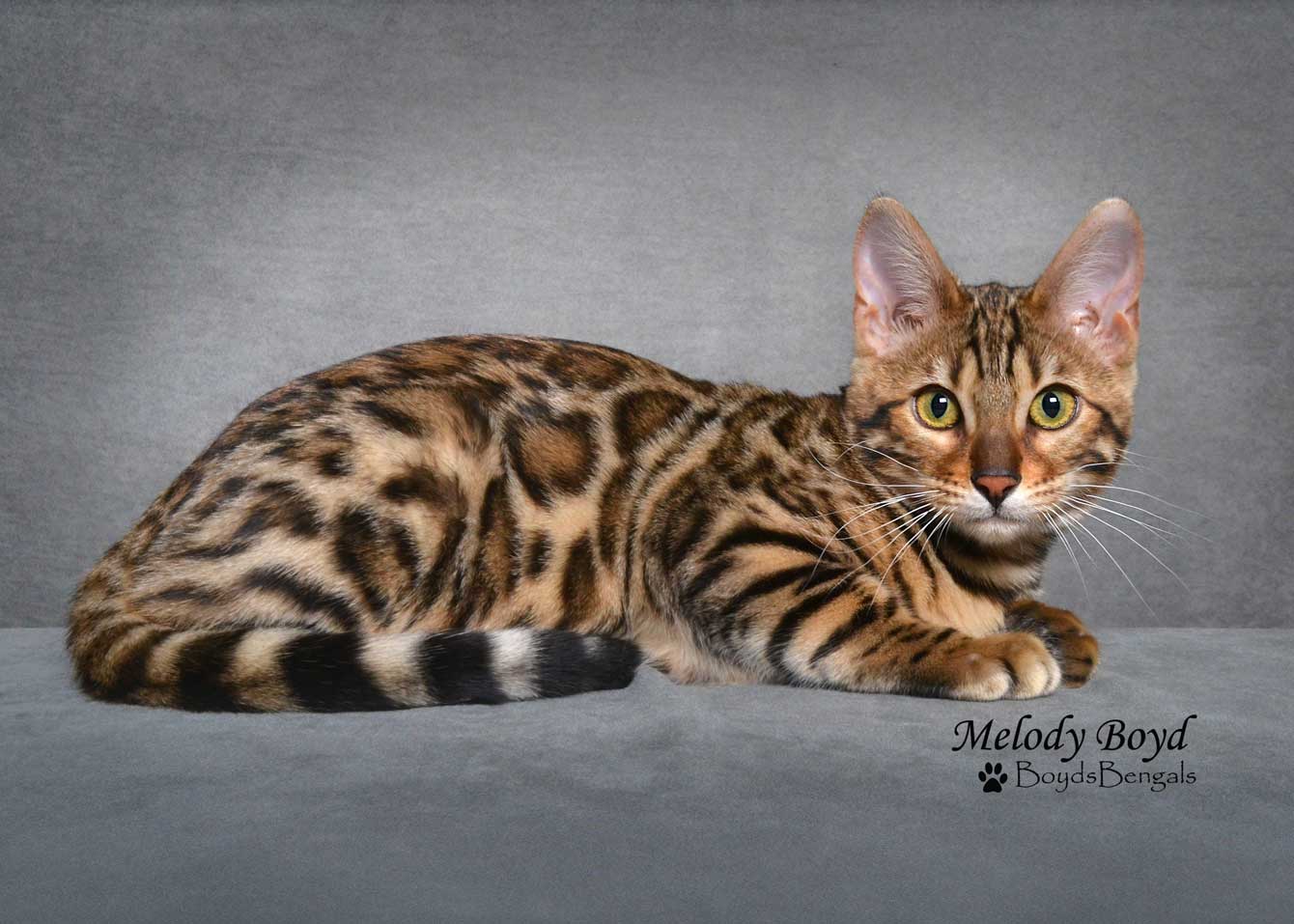 Bengal Breeder Queens In Georgia - BoydsBengals