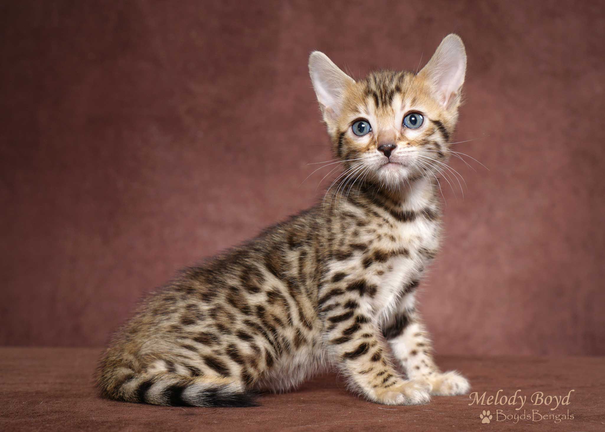 Available Bengal Kittens For Sale - Boydsbengals