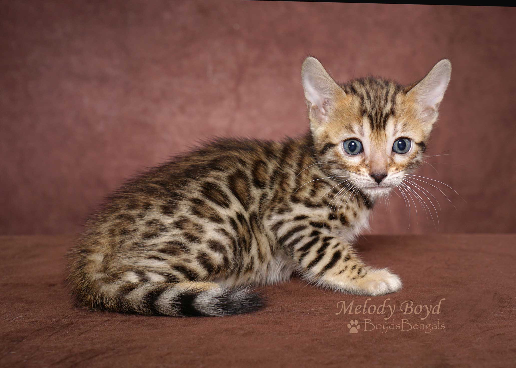 Available Bengal Kittens For Sale - BoydsBengals