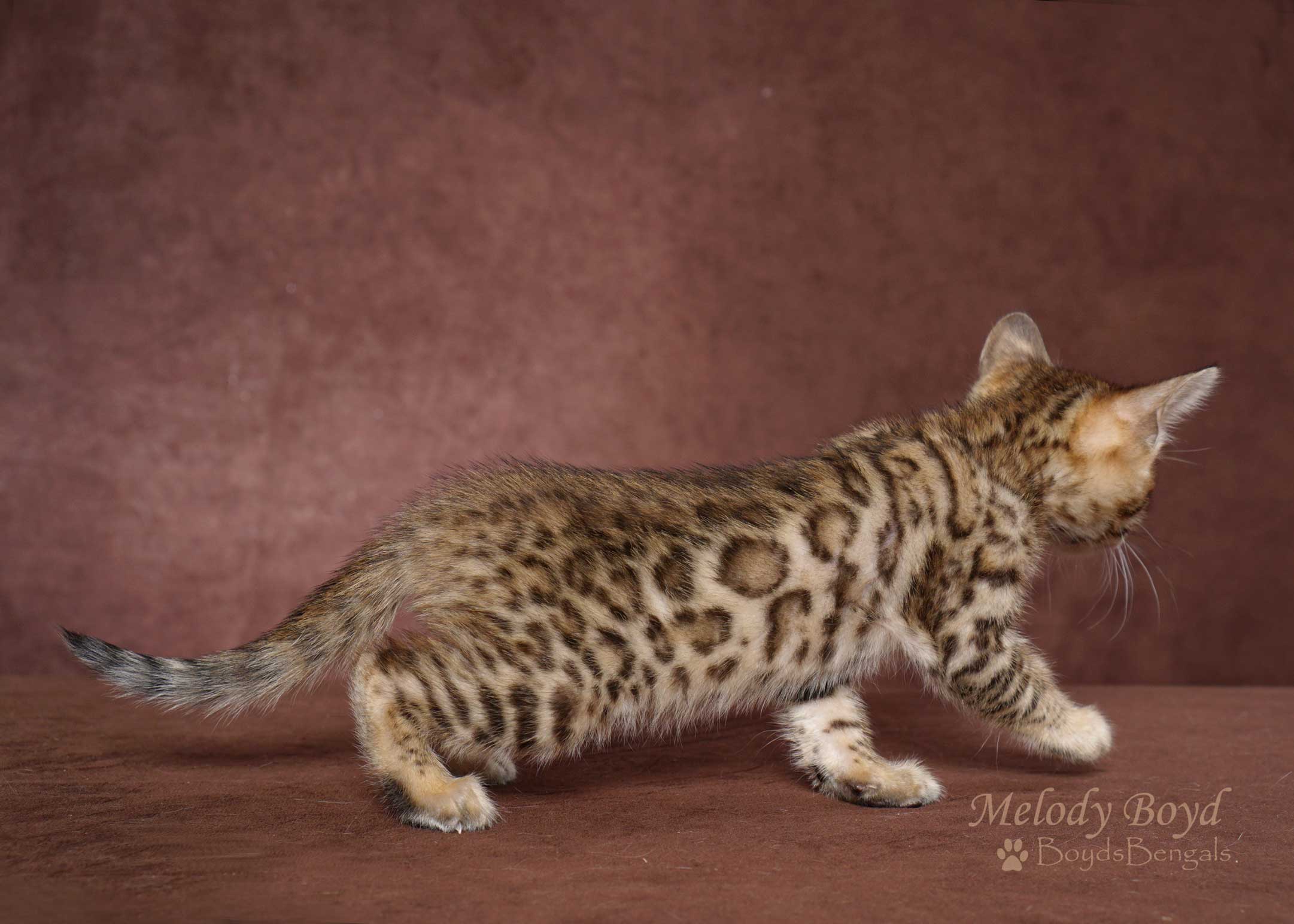 Available Bengal Kittens For Sale - BoydsBengals