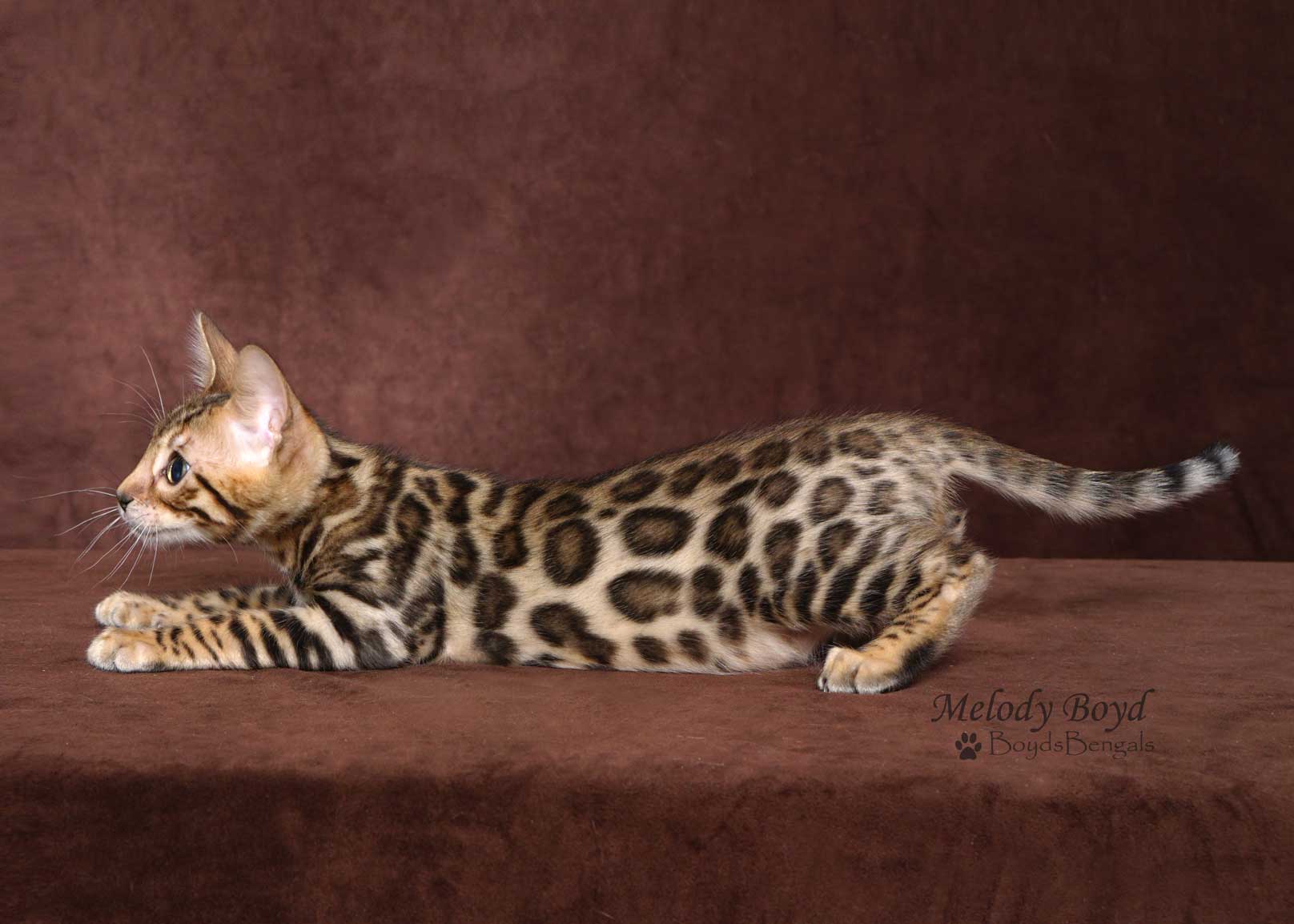 Available Bengal Kittens For Sale - BoydsBengals