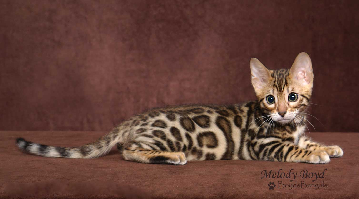 Available Bengal Kittens For Sale Boydsbengals 7512