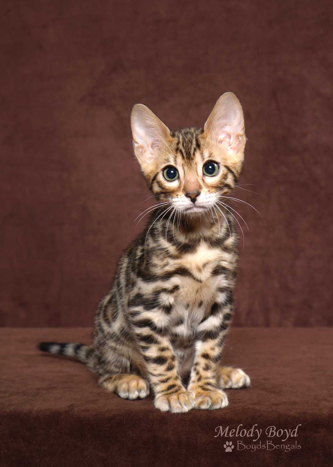 Available Bengal Kittens For Sale BoydsBengals
