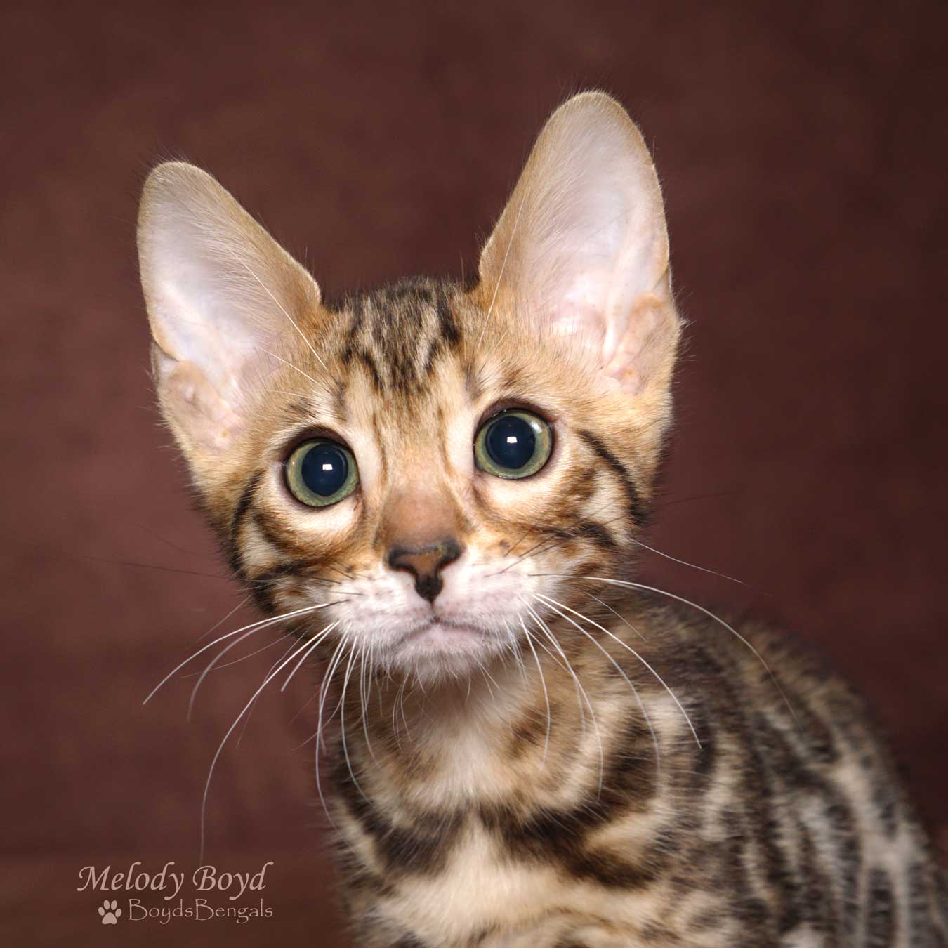 Available Bengal Kittens For Sale BoydsBengals