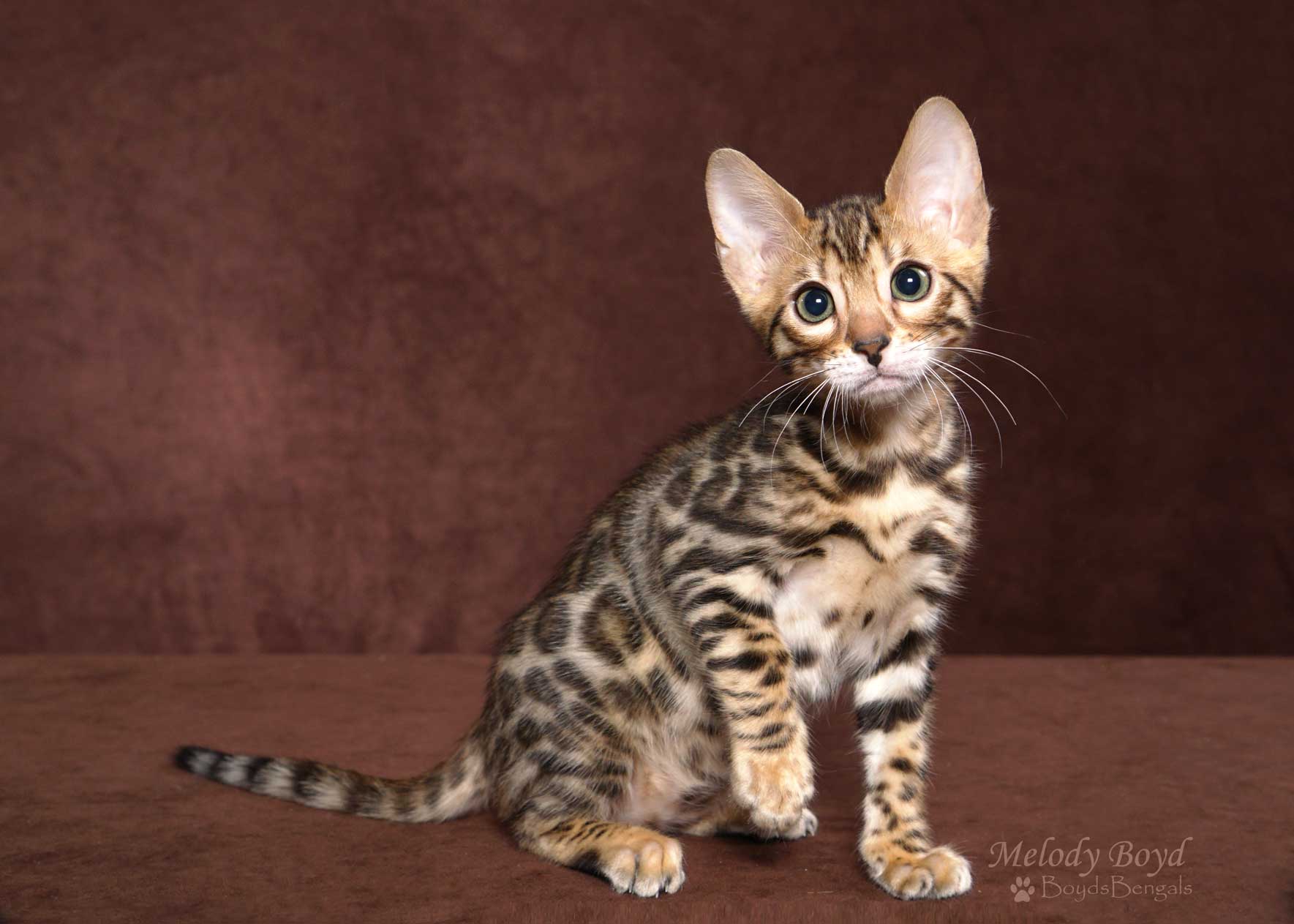 Available Bengal Kittens For Sale BoydsBengals