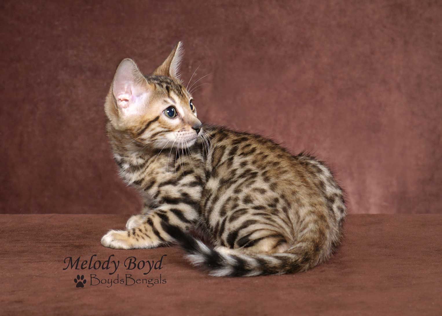 Available Bengal Kittens For Sale - BoydsBengals