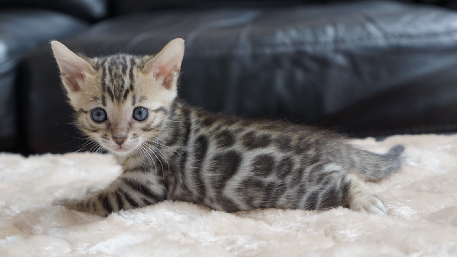 Available Bengal Kittens For Sale - BoydsBengals