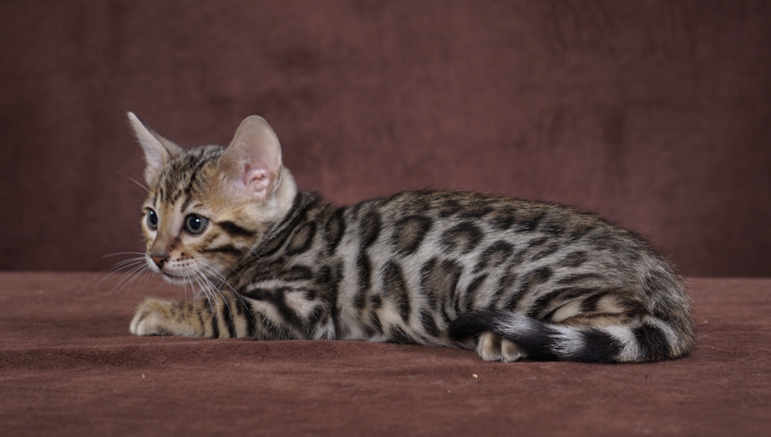 Available Bengal Kittens For Sale BoydsBengals