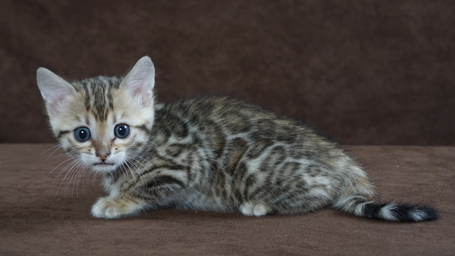 Available Bengal Kittens For Sale BoydsBengals