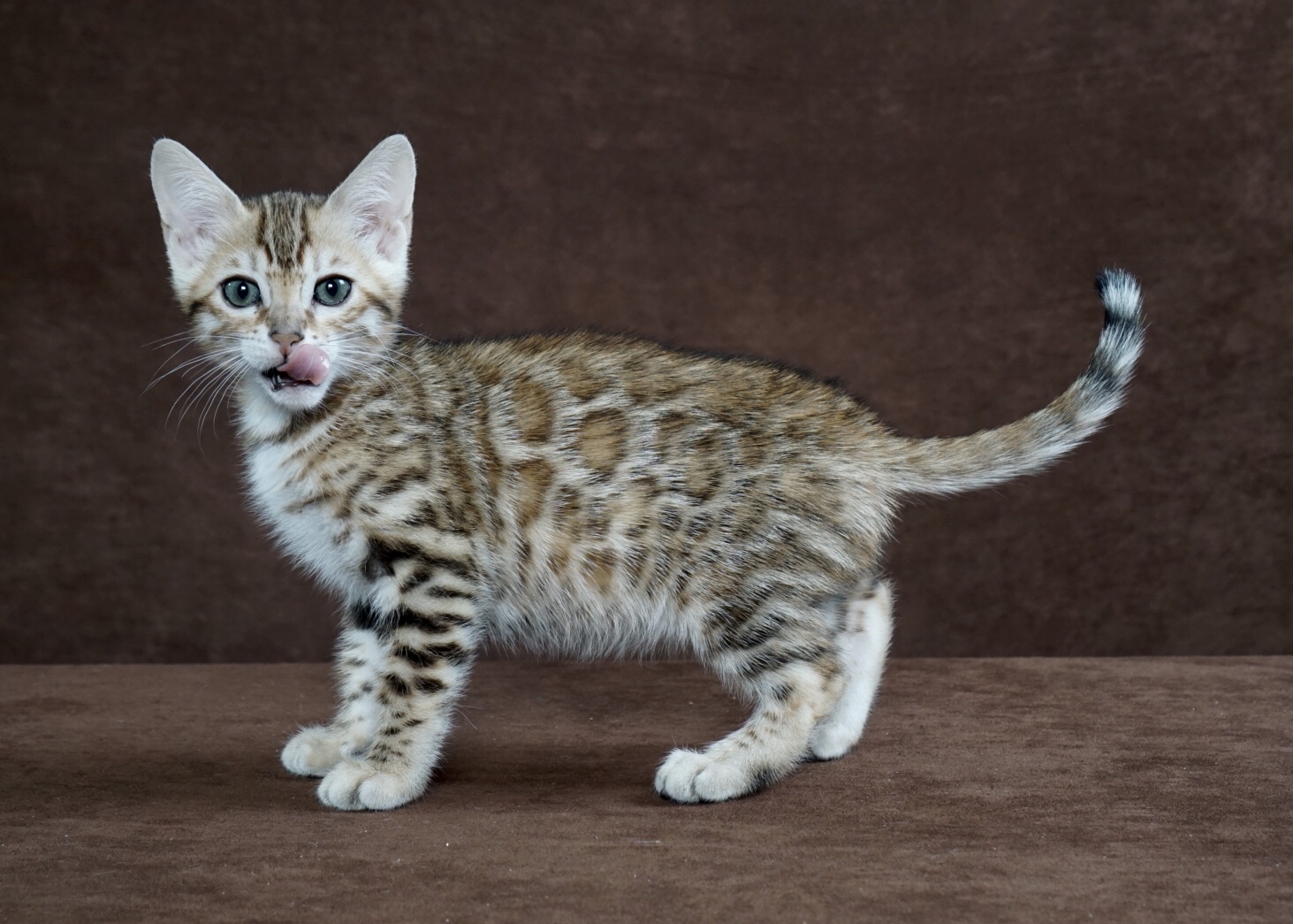 Available Bengal Kittens For Sale BoydsBengals