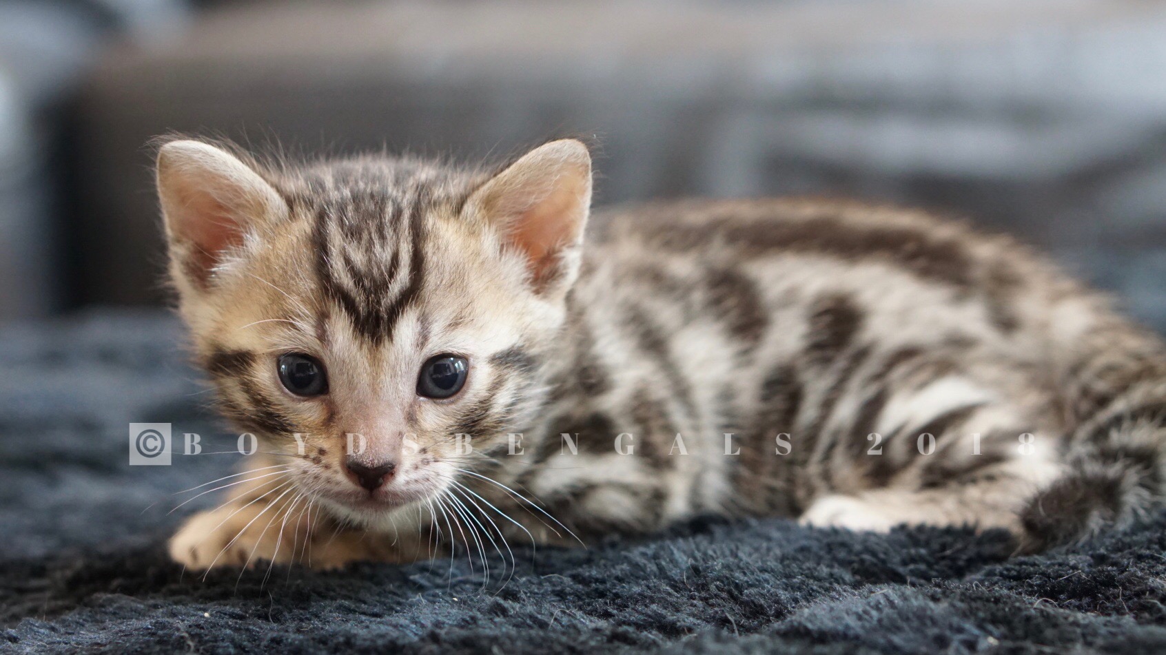 Available Bengal Kittens For Sale BoydsBengals