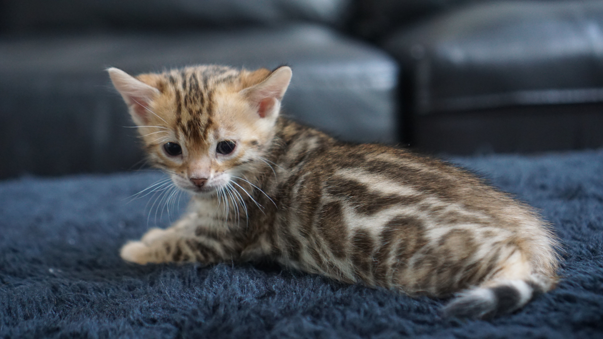 Available Bengal Kittens For Sale BoydsBengals