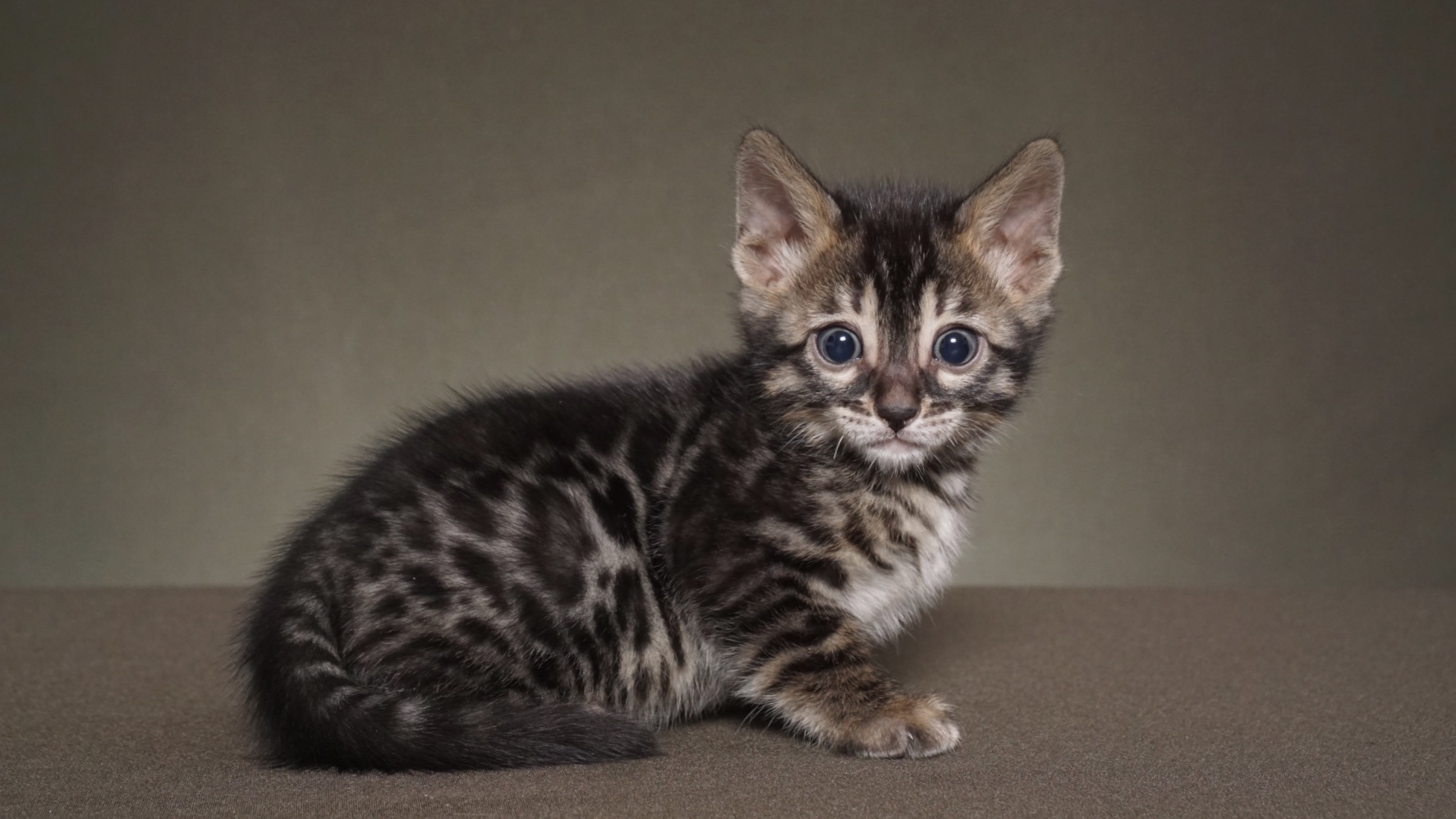 Available Bengal Kittens For Sale BoydsBengals