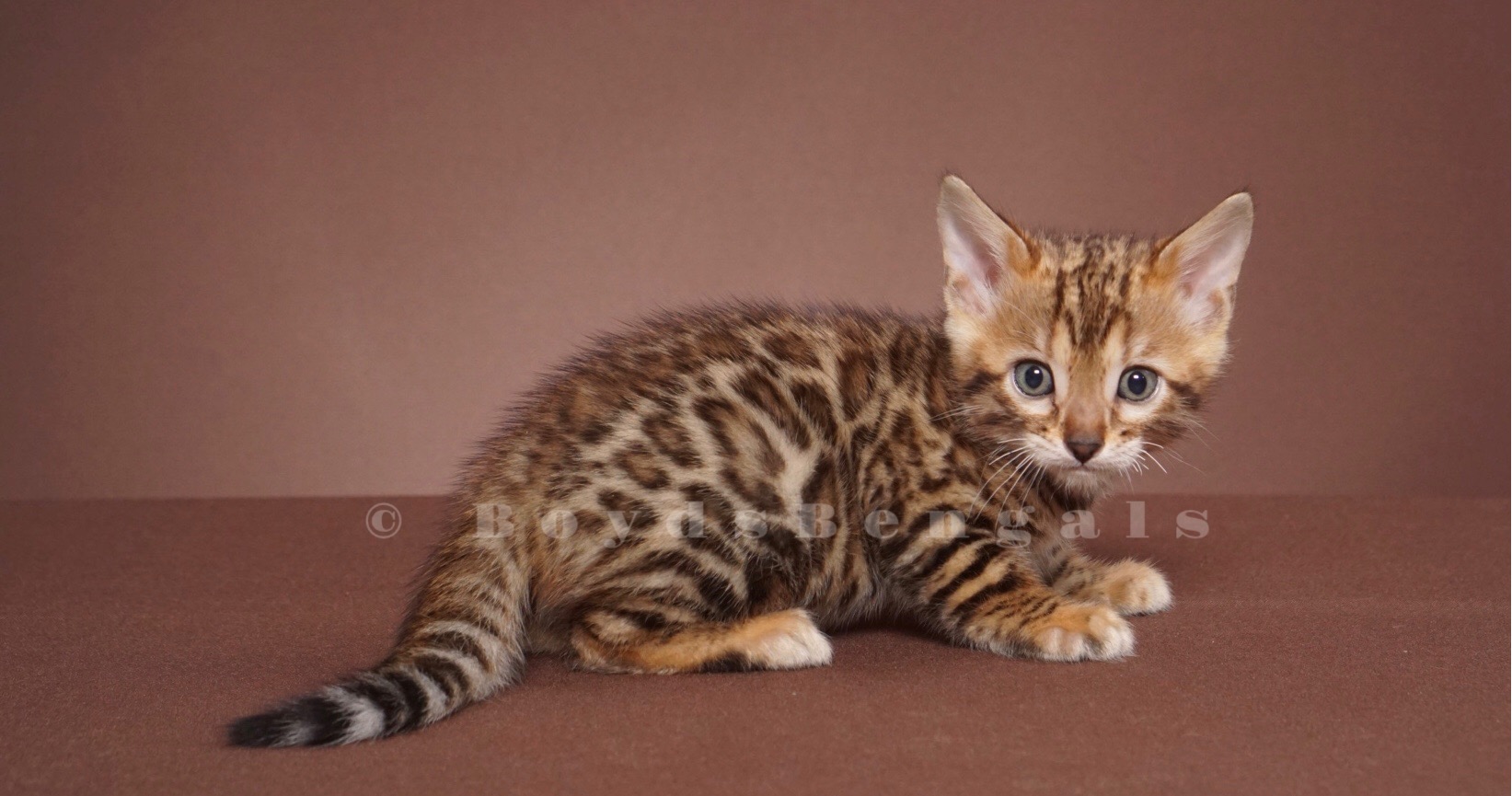 Available Bengal Kittens For Sale BoydsBengals