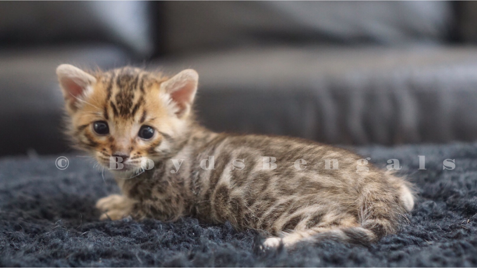 Available Bengal Kittens For Sale BoydsBengals