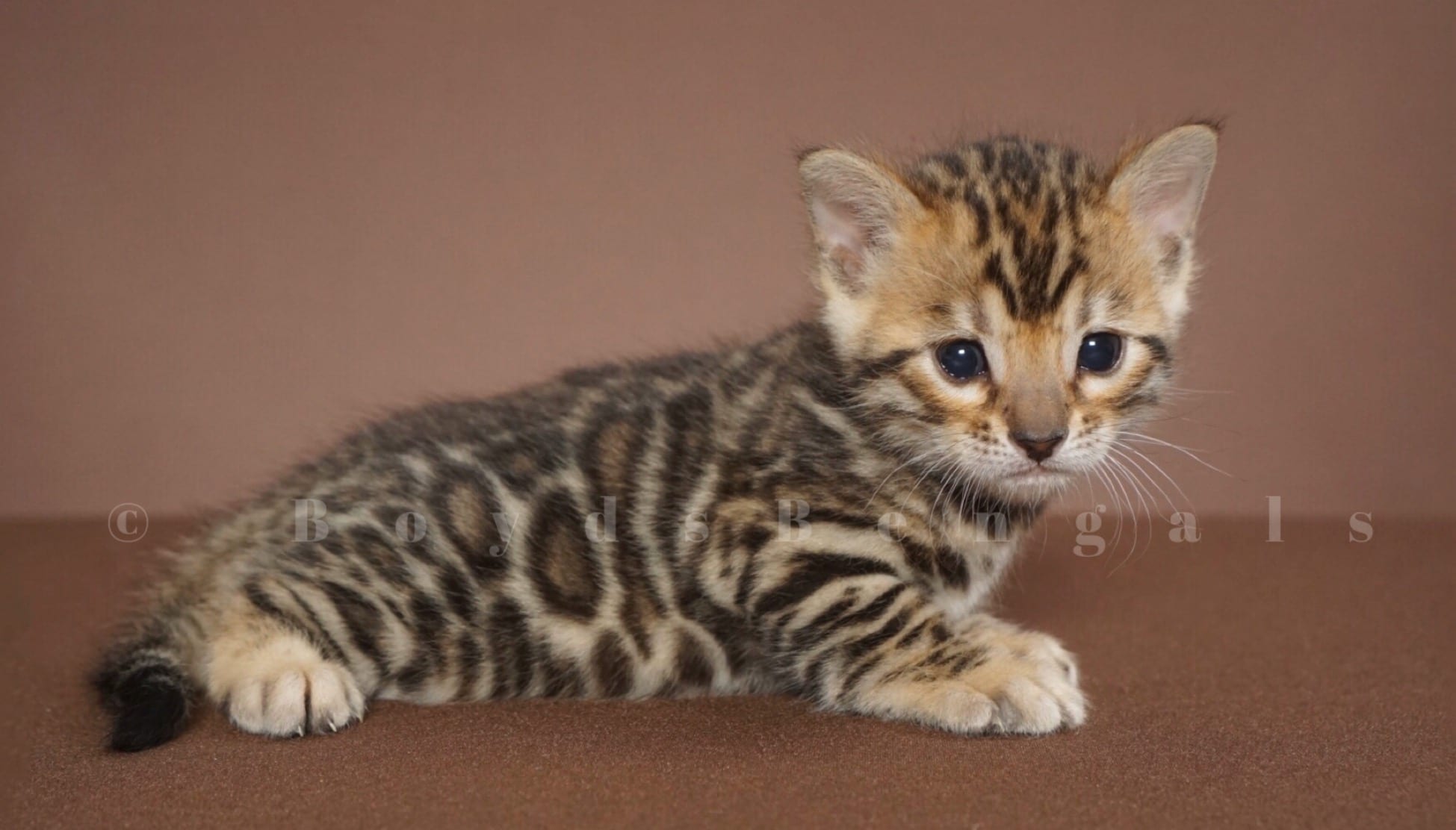 Available Bengal Kittens For Sale - BoydsBengals