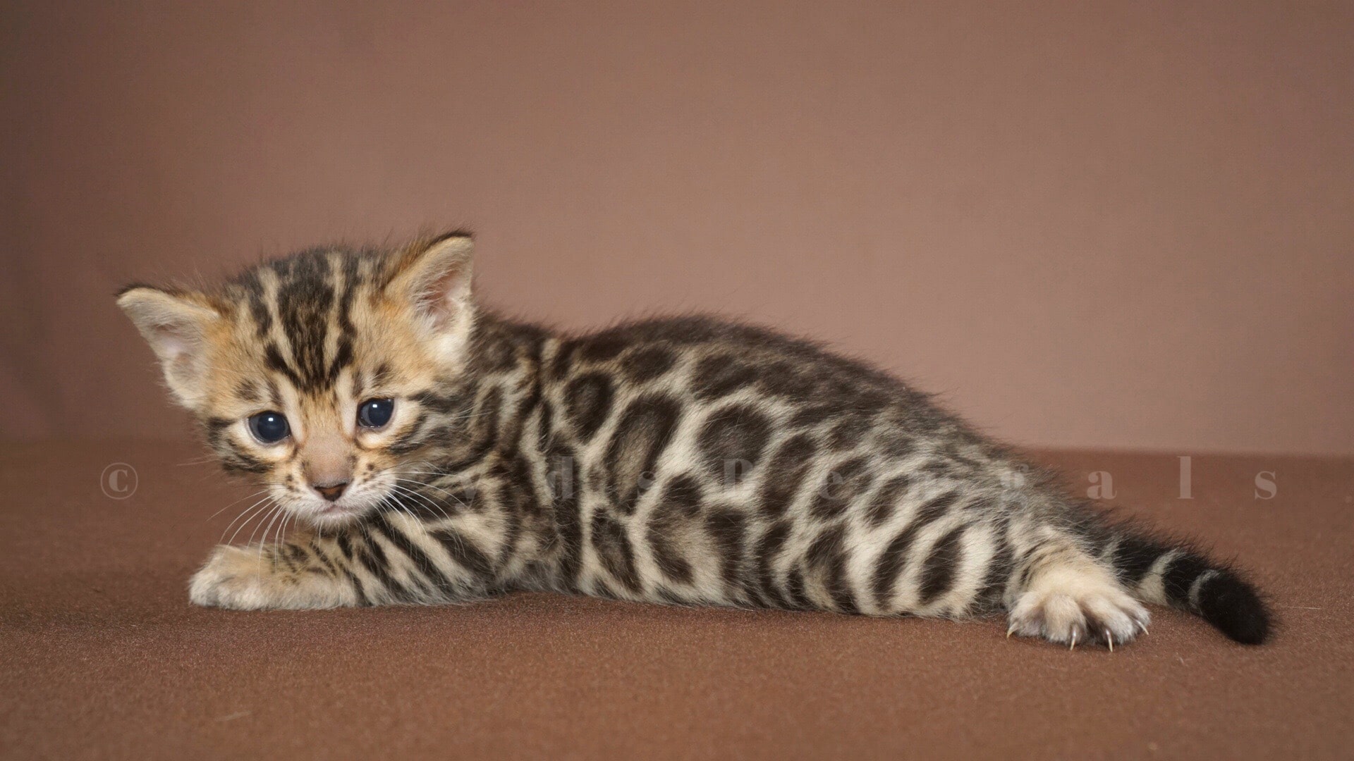 available bengal kittens