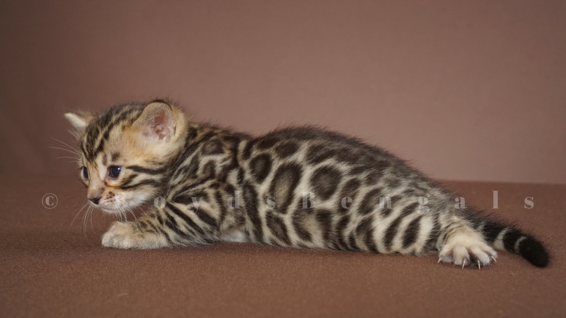 Available Bengal Kittens For Sale - BoydsBengals