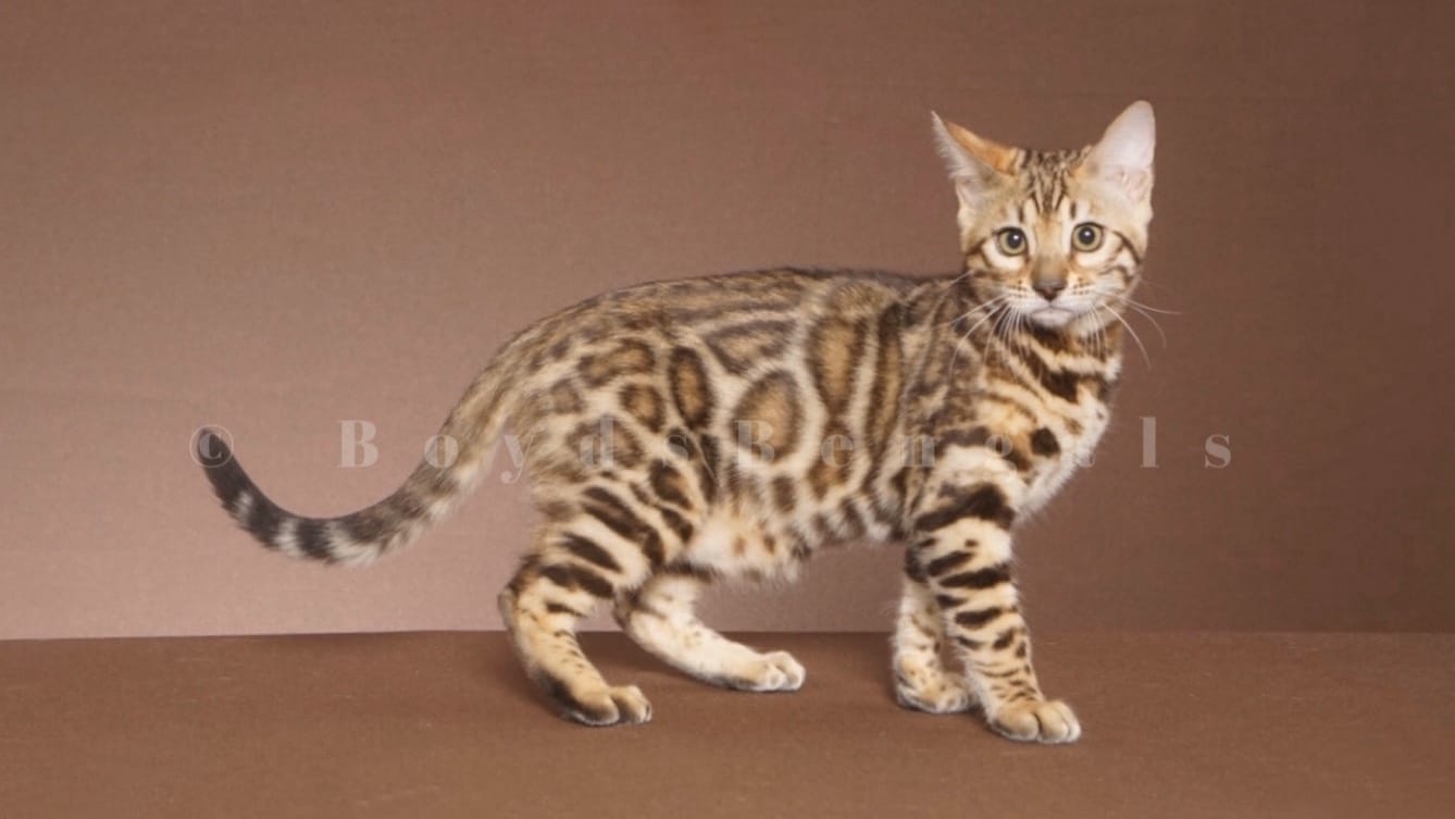 Available Bengal Kittens For Sale - BoydsBengals