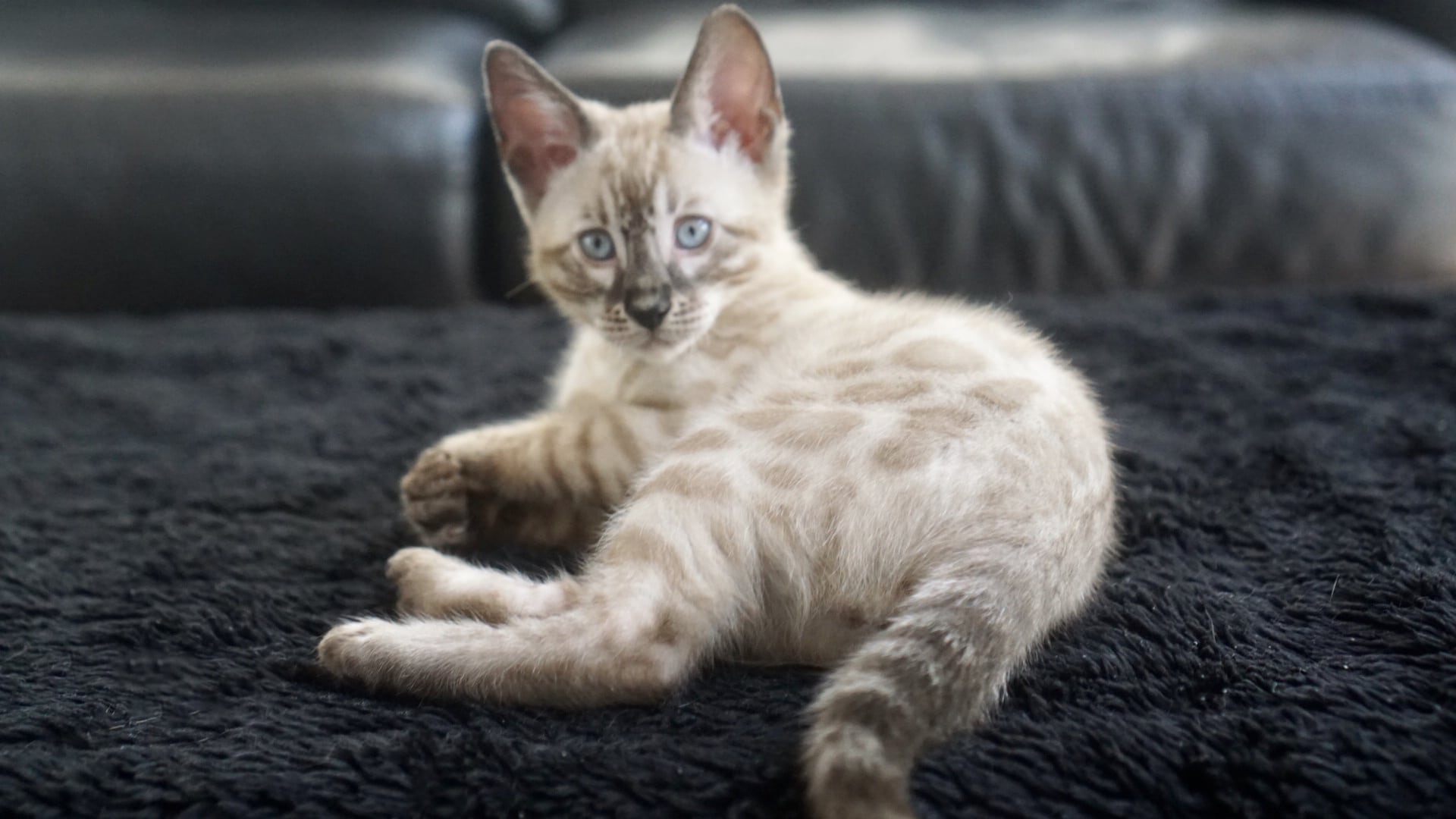 Available Bengal Kittens For Sale BoydsBengals