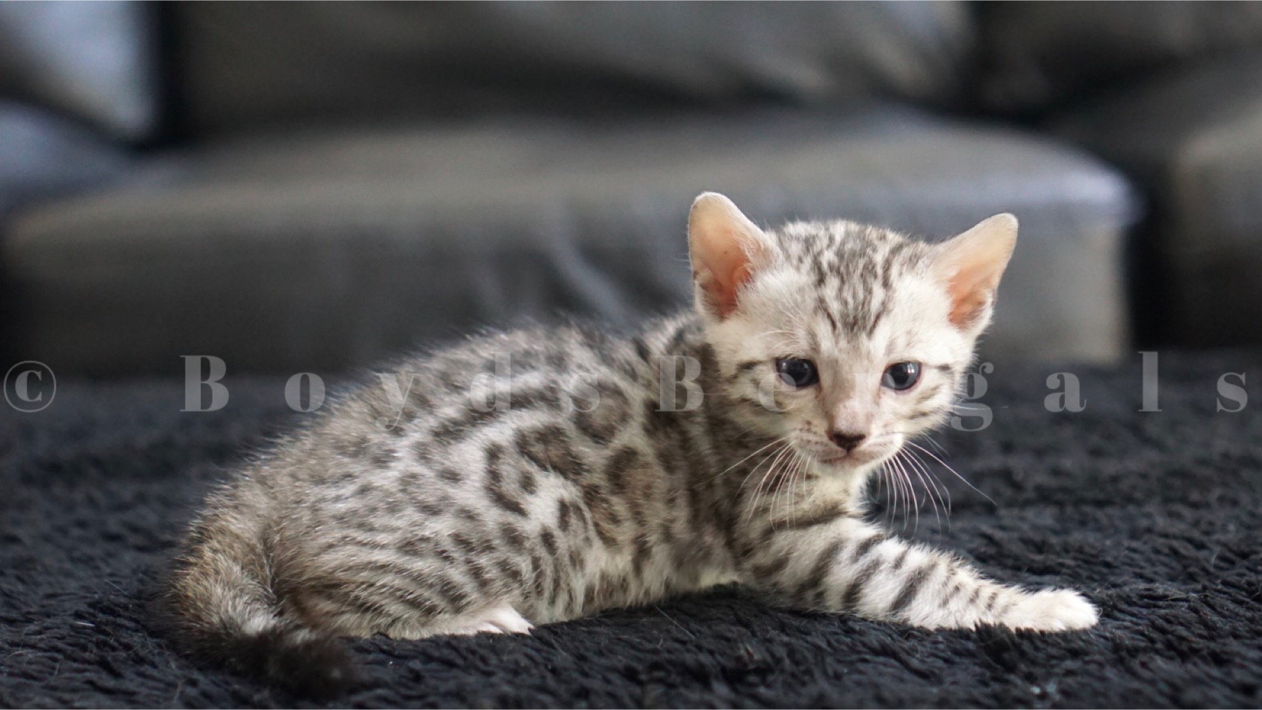 Available Bengal Kittens For Sale BoydsBengals