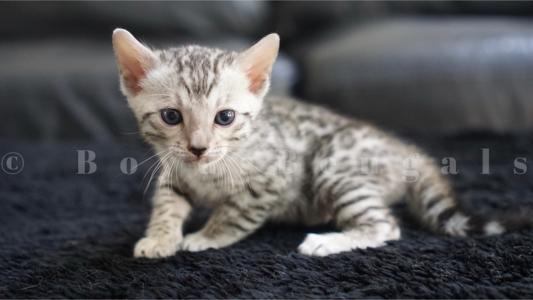 Available Bengal Kittens For Sale BoydsBengals