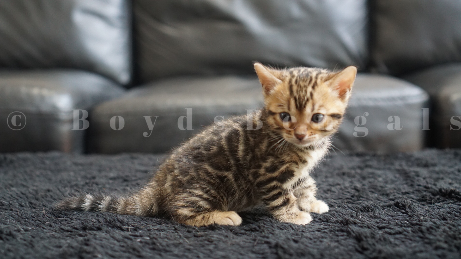 Available Bengal Kittens For Sale - BoydsBengals