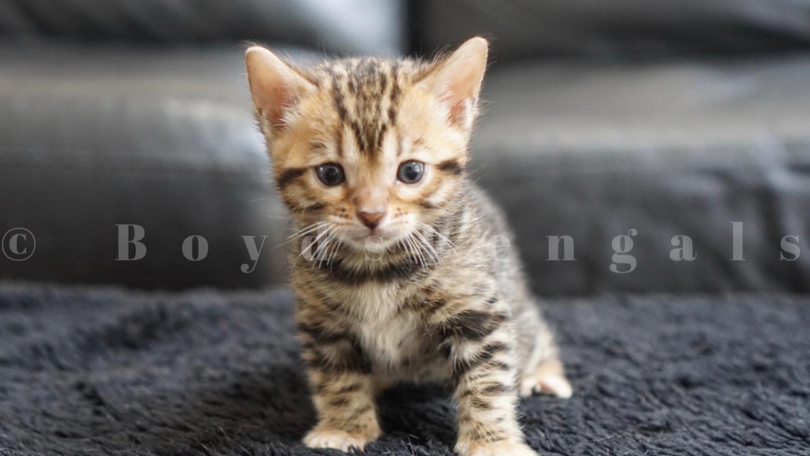 Available Bengal Kittens For Sale BoydsBengals
