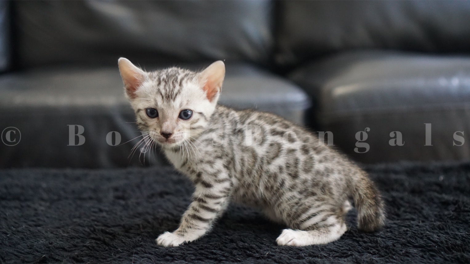 Available Bengal Kittens For Sale - BoydsBengals