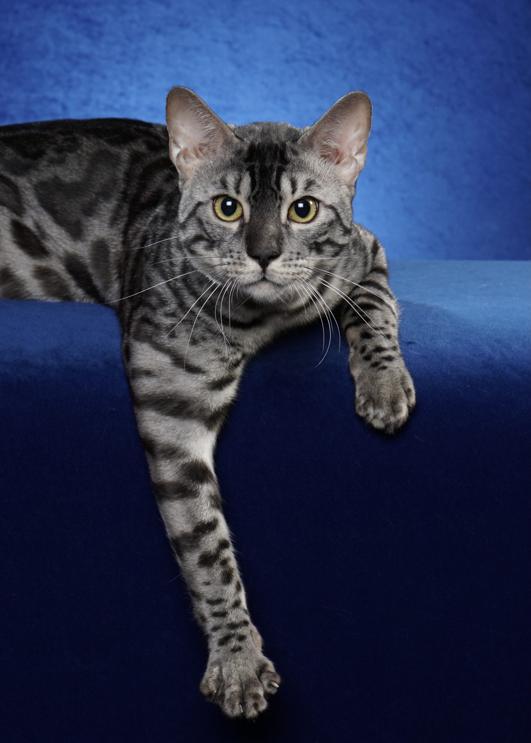 BoydsBengals Storm Breaker – CFA’s First Silver Charcoal Bengal Grand!