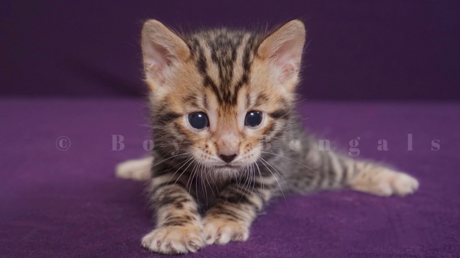 Available Bengal Kittens For Sale - BoydsBengals