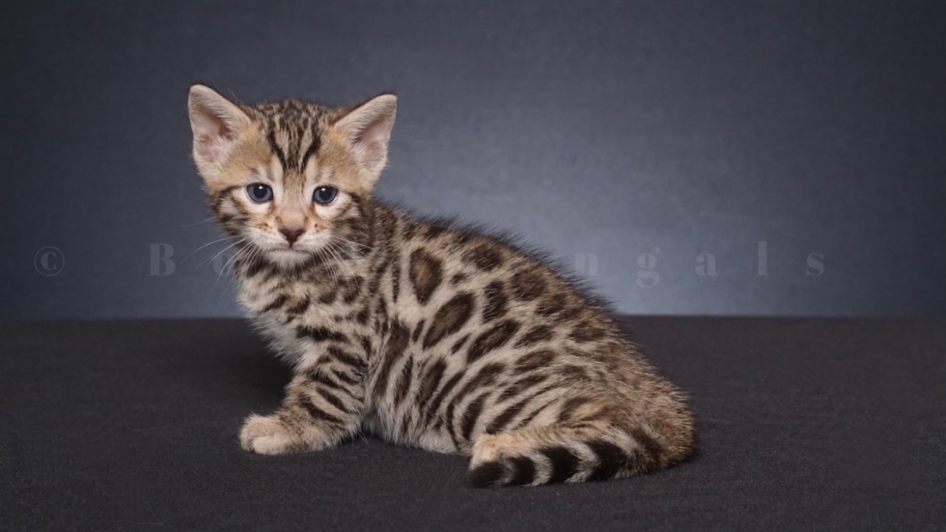 Available Bengal Kittens For Sale - BoydsBengals