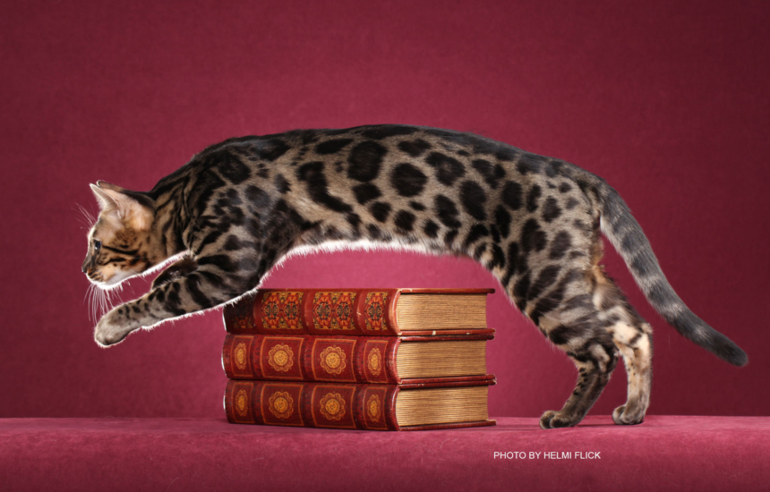 Bengal Kittens for Sale in Georgia | Breeder Brown, Silver ... Bengal Kittens for Sale in Georgia | Breeder Brown, Silver ...