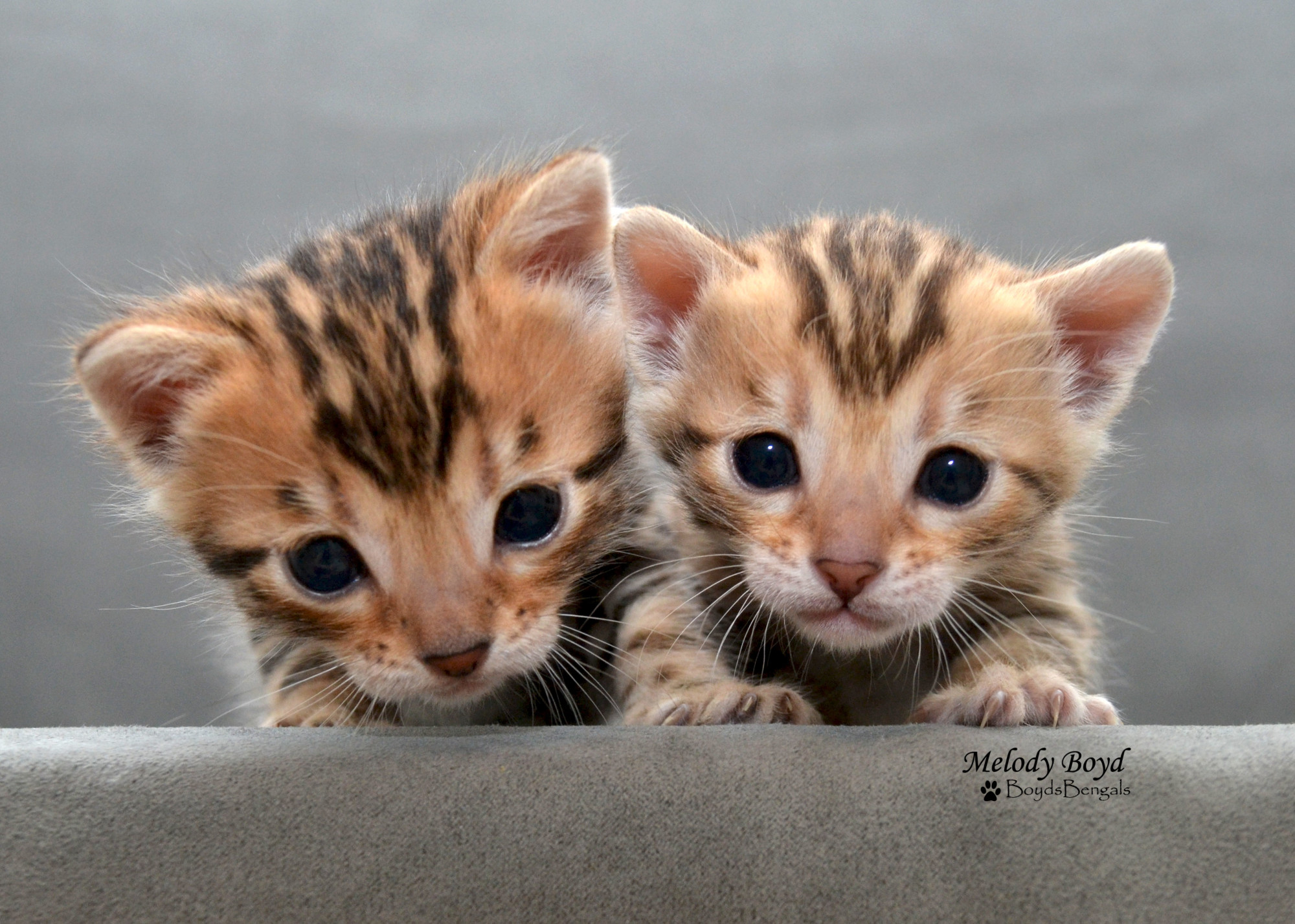 bengal kittens for sale 02