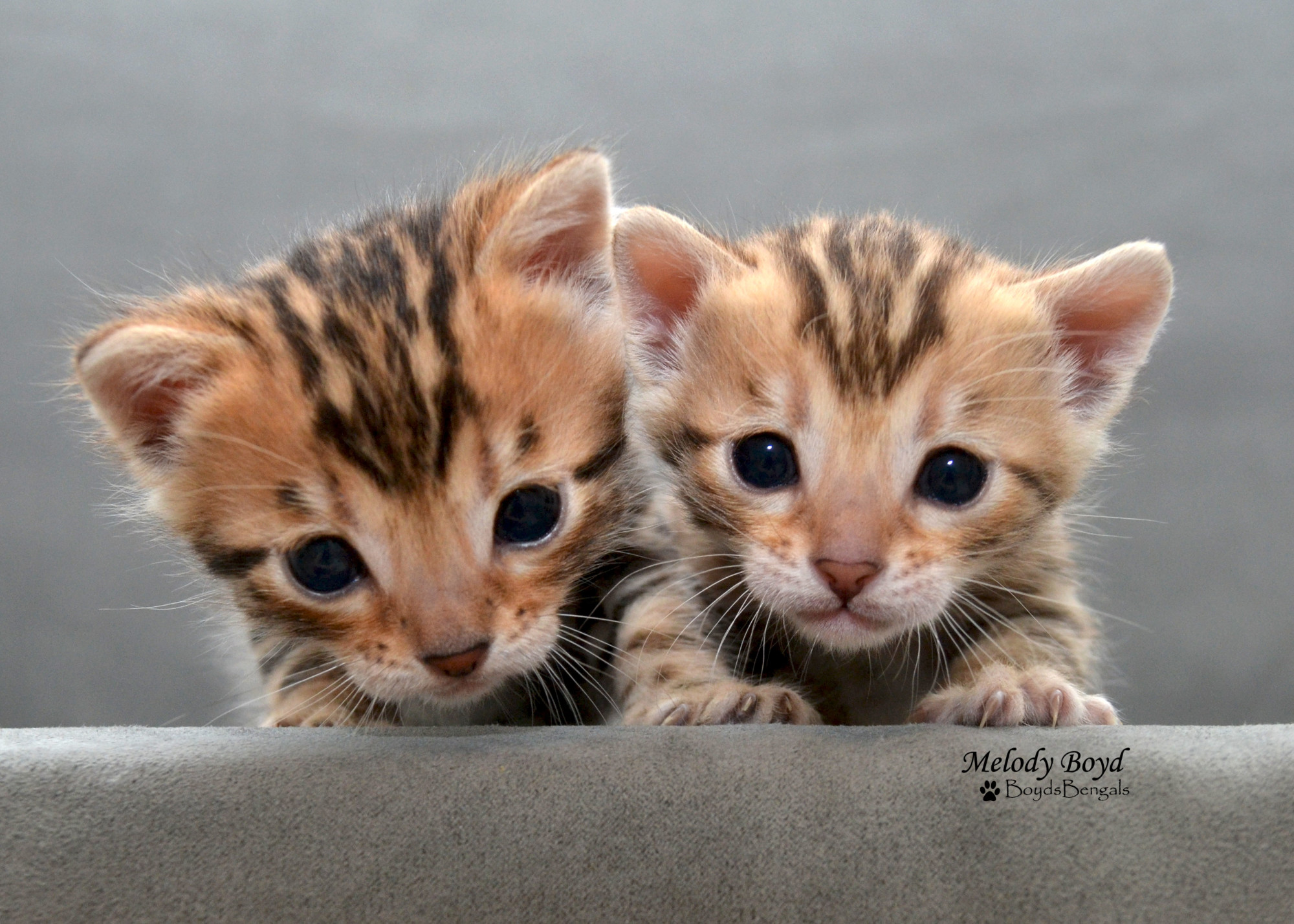 white bengal cat kitten