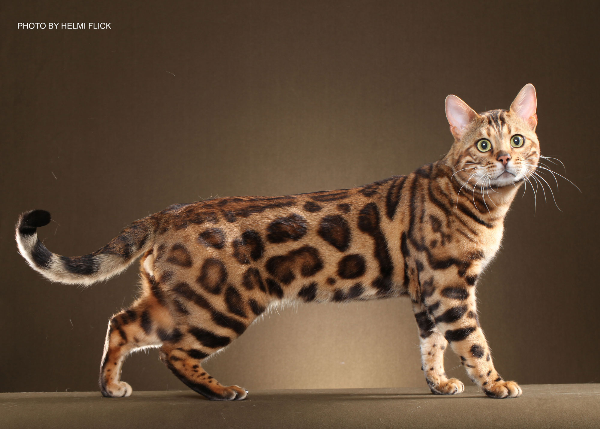 Full Grown Bengal Cats Full Grown Bengal Cats