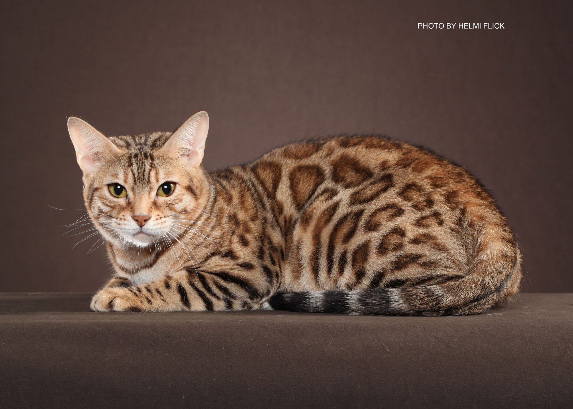 Bengal Kittens for Sale in Georgia