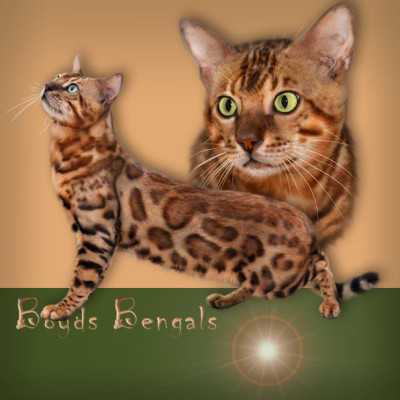 Bengal cats photos 026