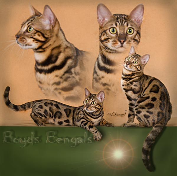 Bengal cats photos 025