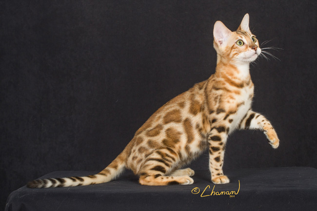 Bengal Adult Cats For Sale In GA - BoydsBengals