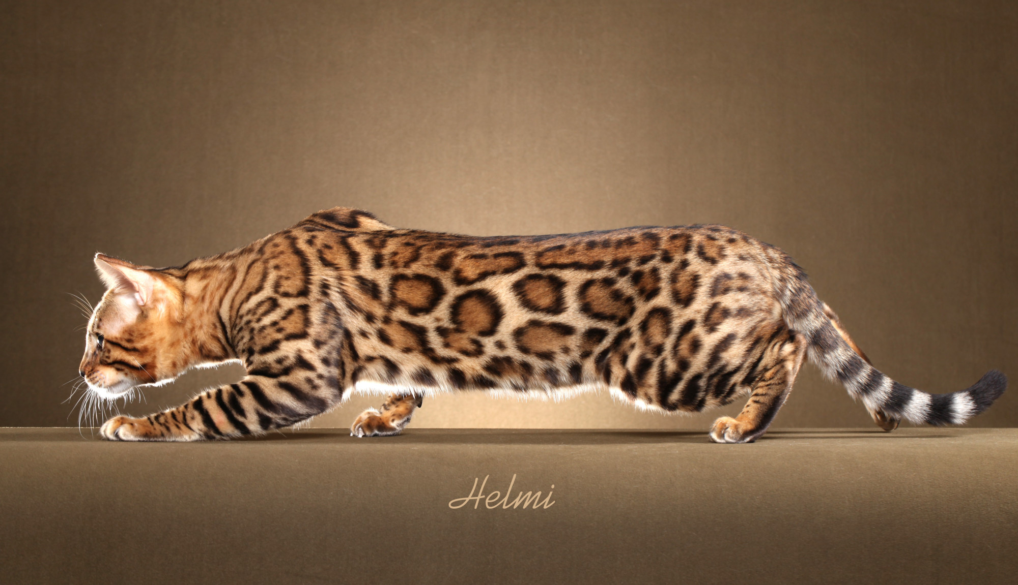 Bengal Kittens For Sale In Georgia Breeder Brown Silver Snow