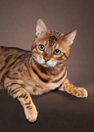 bengal cat breeder resources 01