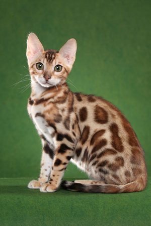bengal cat breeder resources 06