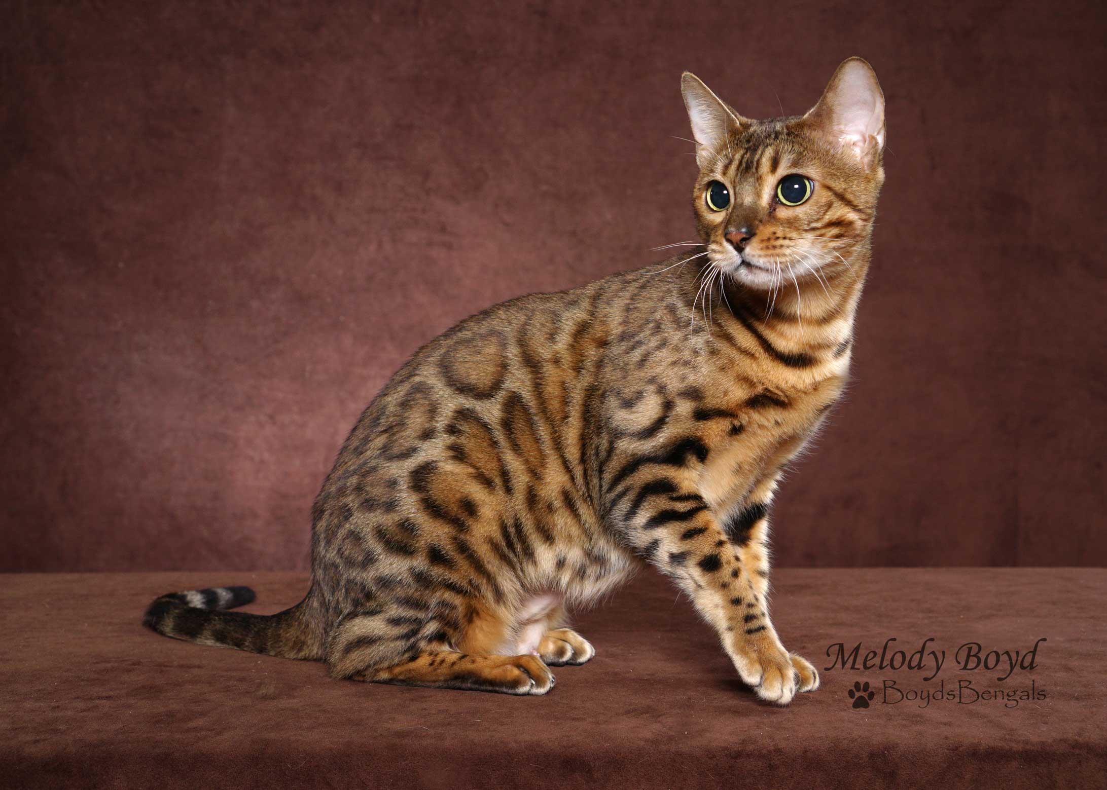 Bengal Adult Cats For Sale In GA - BoydsBengals