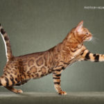 bengal cats stud